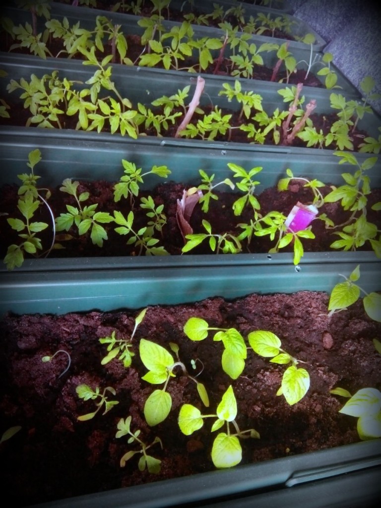 Jau įpusėjo pomidorų sėjimo, pikavimo ir augimo reikalai :)