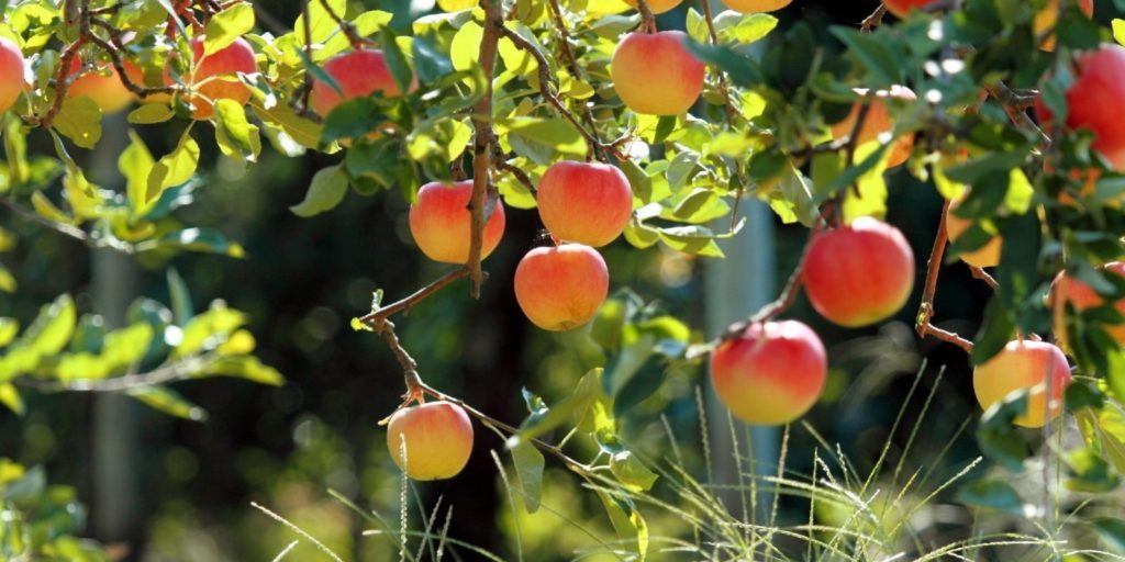 VIDEO: Patarimai apie obelų, bei vaismedžių skiepyjimą